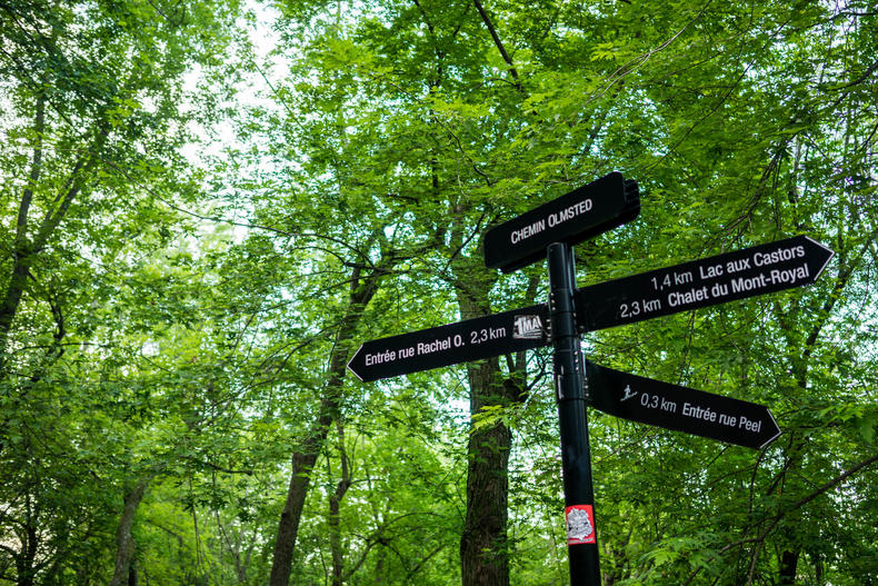 席琳迪翁蒙特利尔,席琳迪翁的旷世爱情