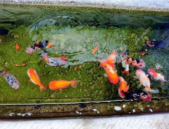 鱼缸滤材背后的秘密,昂贵鱼缸滤材值不值得买