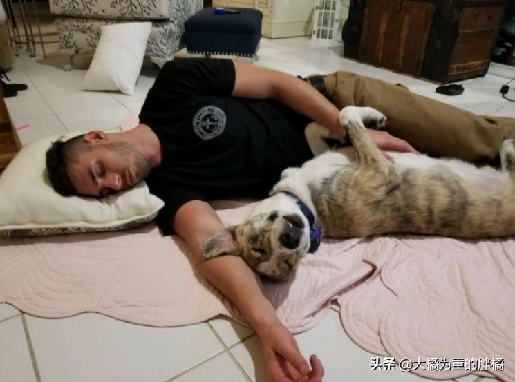 怎么训练狗狗上车下车,如何让狗狗乖乖的学会坐车