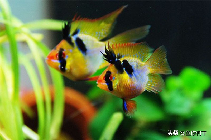 冬季硝化菌,冬季硝化细菌能存活吗