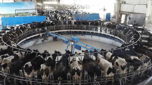 中国品质,伊利金典牛奶品质