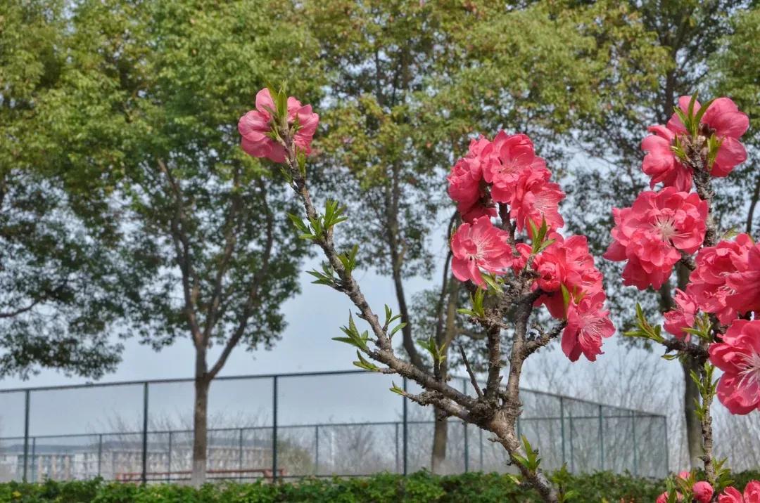 江苏省高校（五十一）南京航空航天大学金城学院