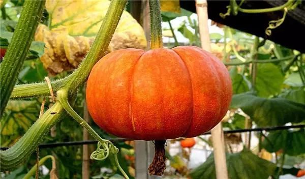 凌云电商节是什么时候,凌云超市年货节