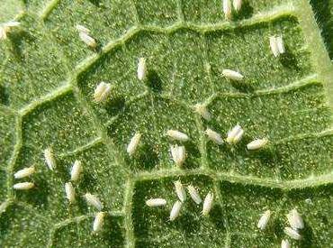 大黄素甲醚防治甘薯病毒病,甘薯病毒病的防治