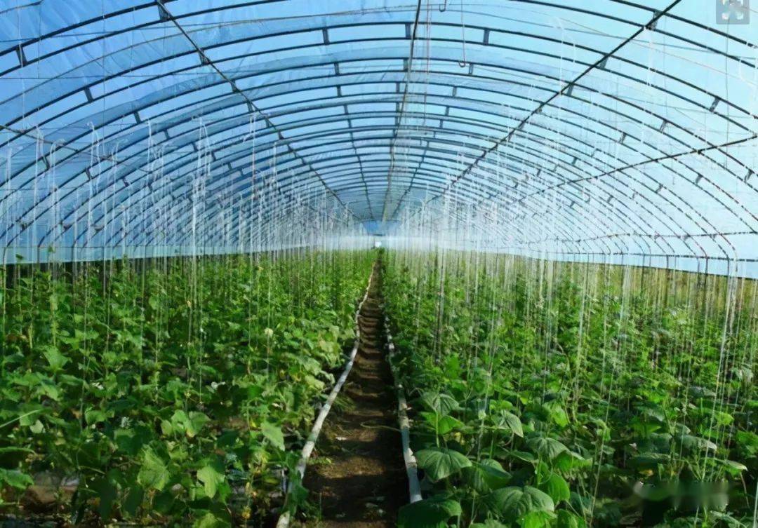 大棚用什么方法增温效果好,大棚增温100平方米需要什么增温器