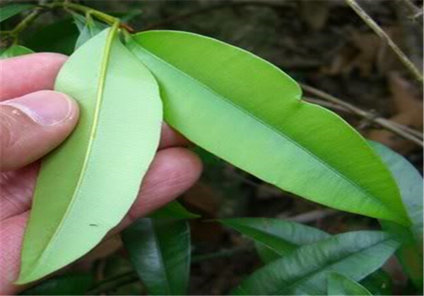 横经席配方应用,横经席的配方