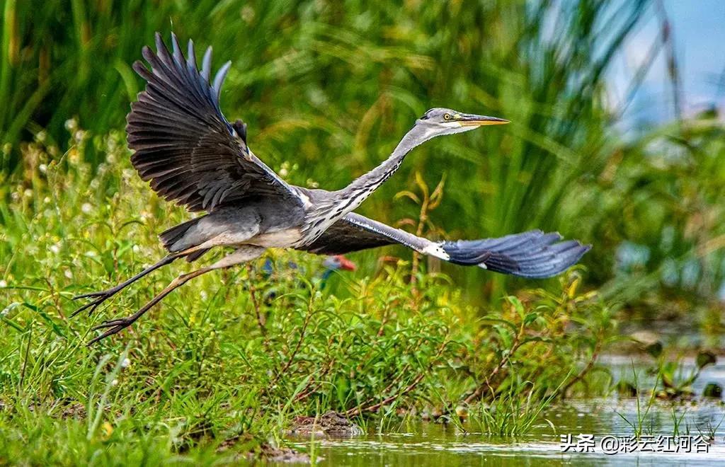 中国云南哪里好看,云南的云彩为什么好看