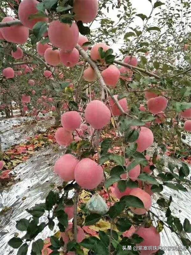 平度苗木基地桃树苗,山东日照苗木种植基地桃树苗