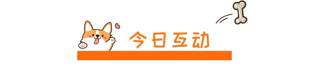 带狗狗回老家过年需要注意什么,带狗狗回家需要准备什么