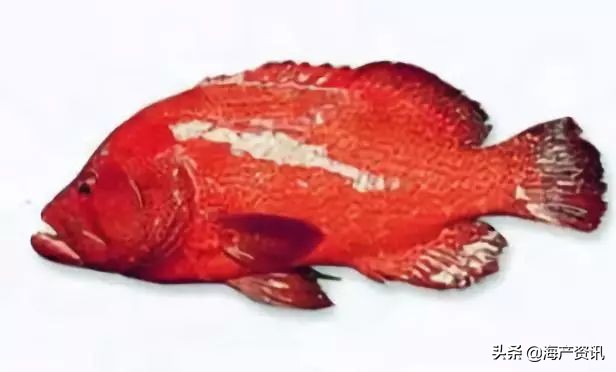 40种常见淡水鱼,45种常见海鱼名称