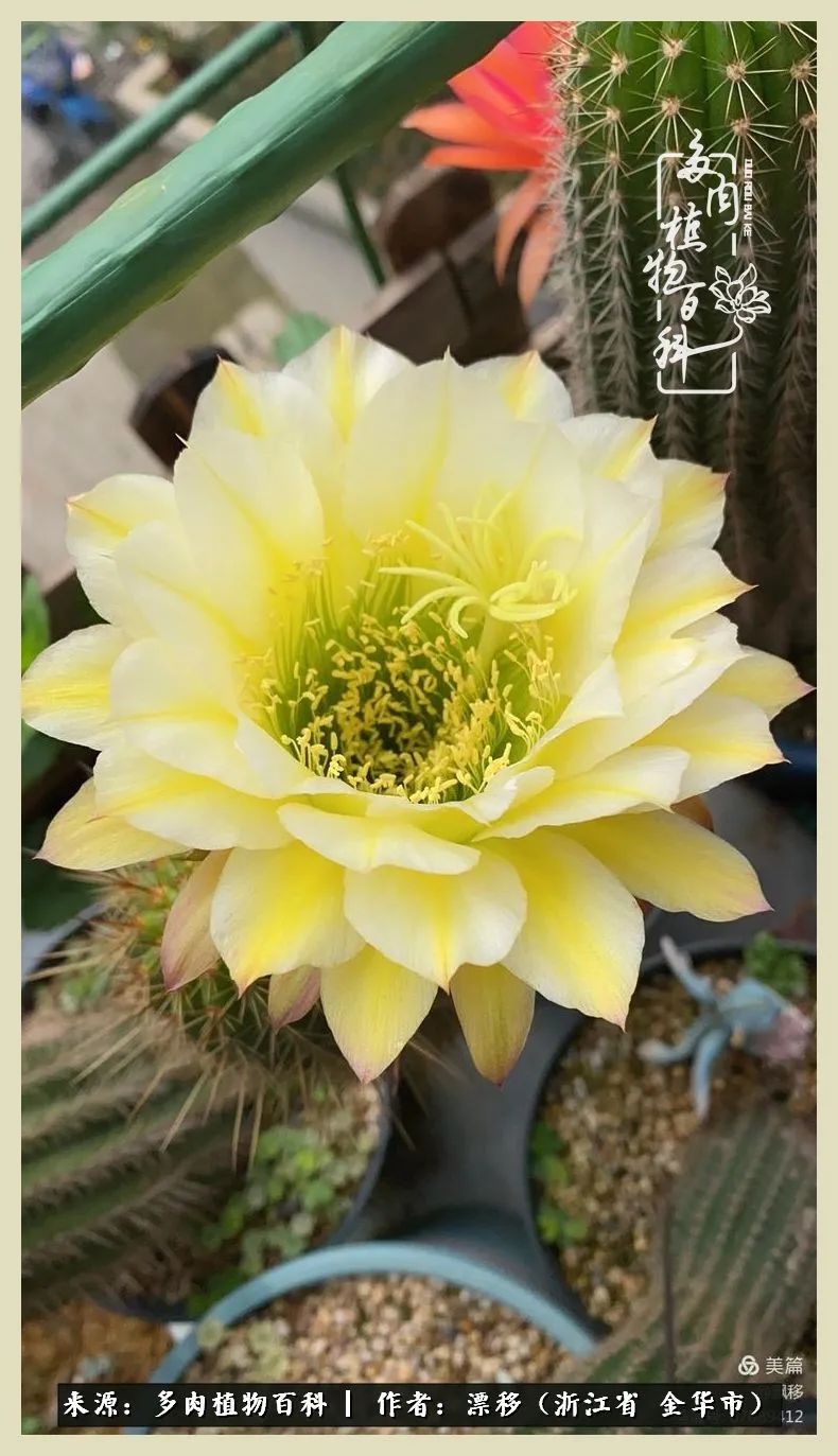 仙人球开花并散发着香味,仙人球花盛开吐露芬芳