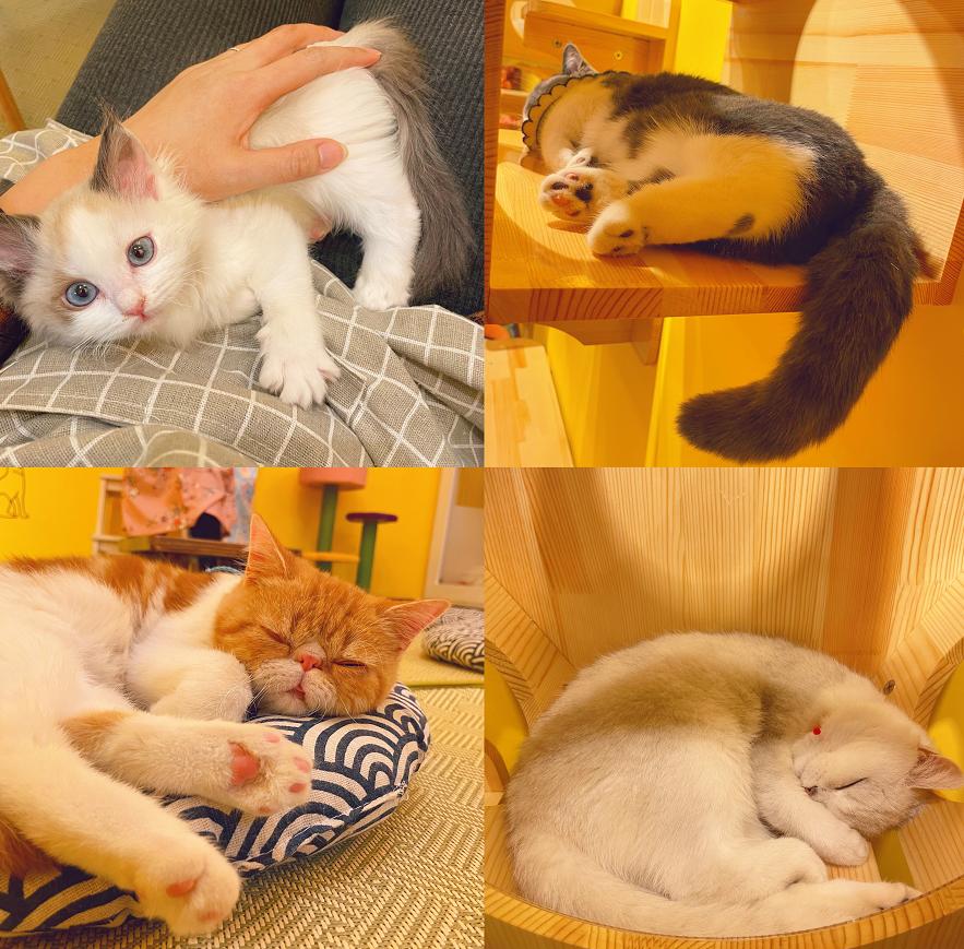 秦皇岛这只网红猫日常“巡逻”你见过吗?岛上还有这些撸猫好去处~