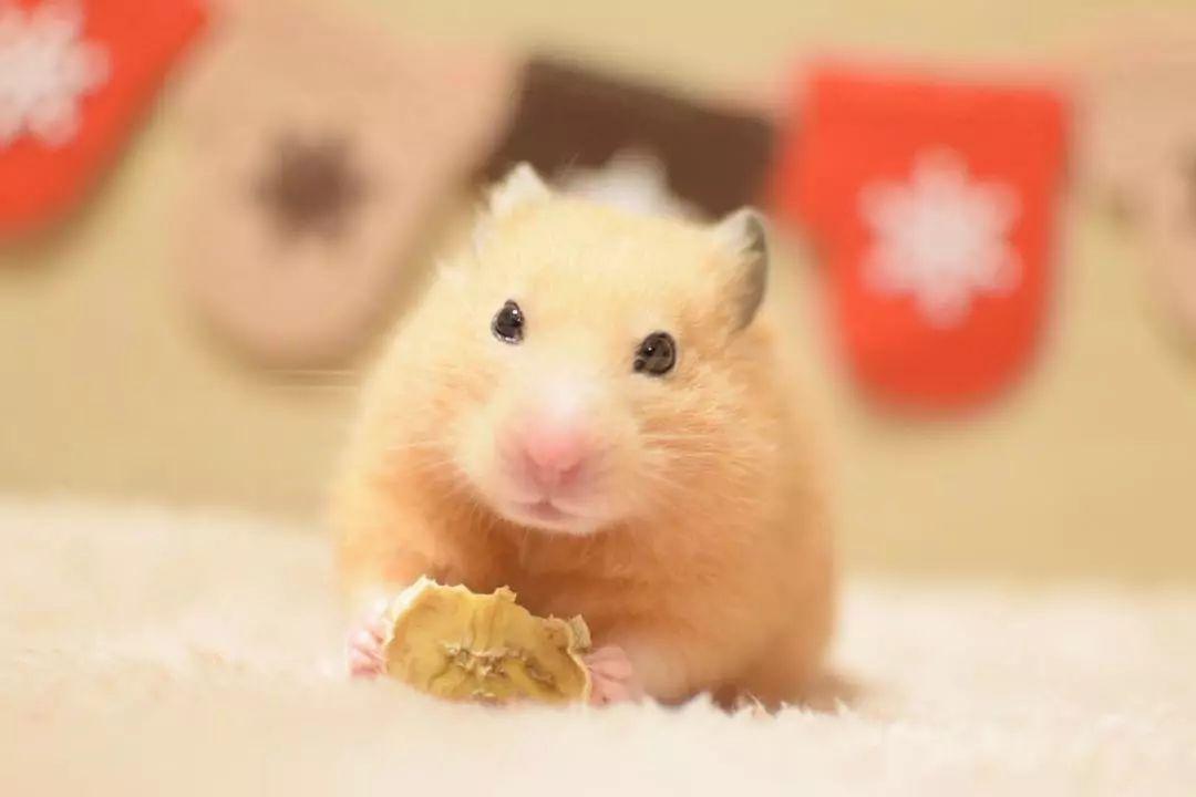 仓鼠为什么一直咬笼子很焦躁,公仓鼠一直咬笼子是怎么了