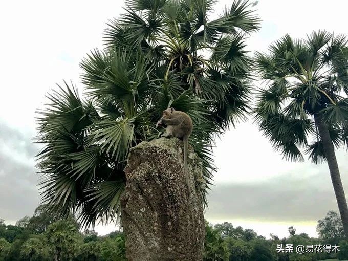 佛教的五树六花指的是什么,佛教五树六花是哪些植物