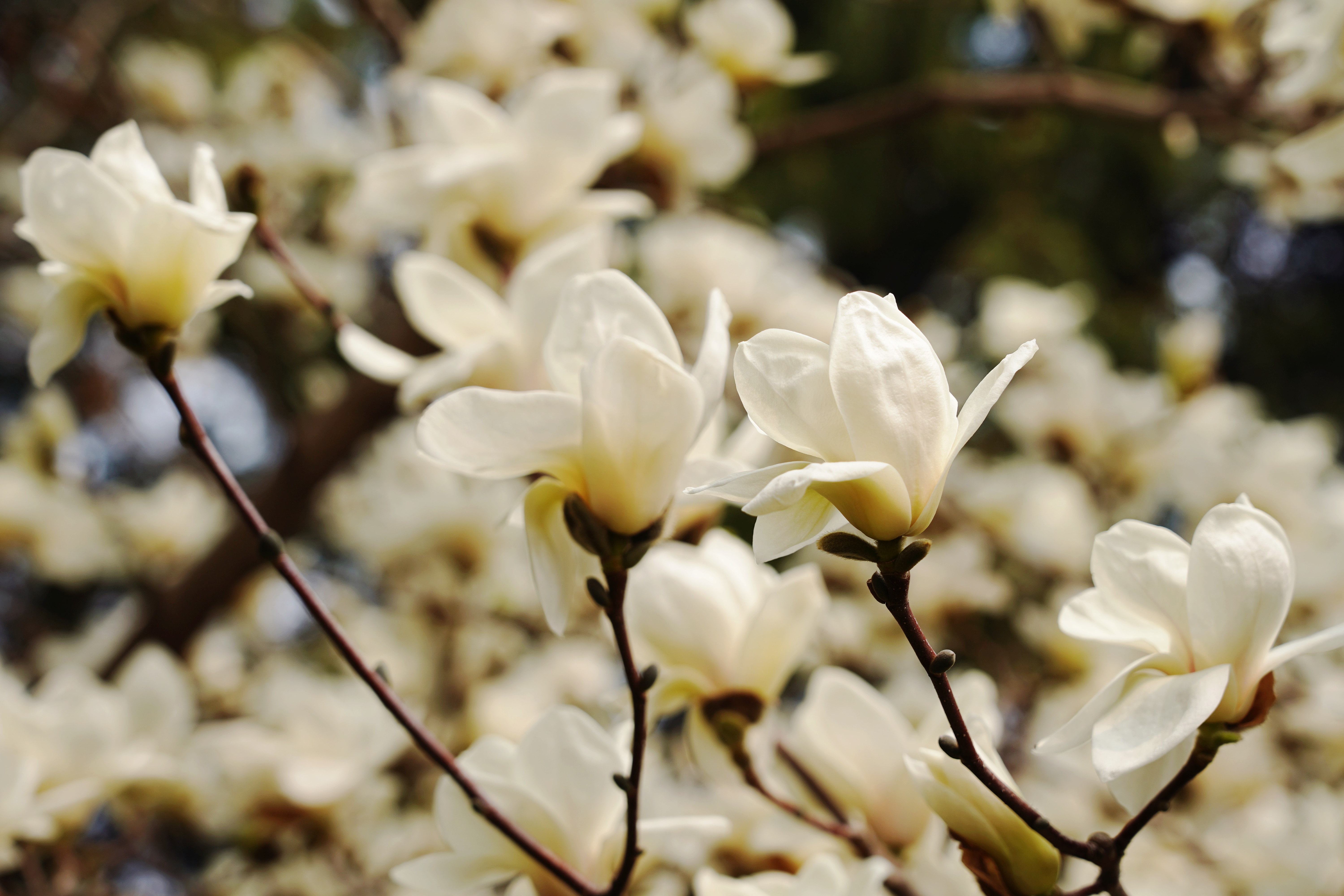 清波一勺买千钱？不能为武汉下一场樱花雨，不妨在这儿品百花香