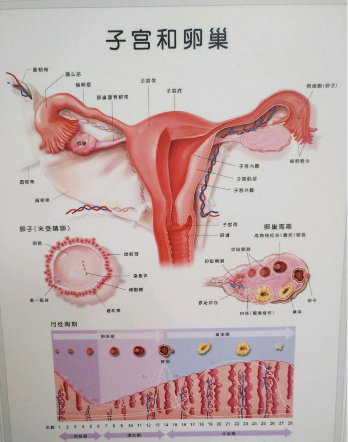 大姨妈来了不走的原因,大姨妈来了走不开怎么回事