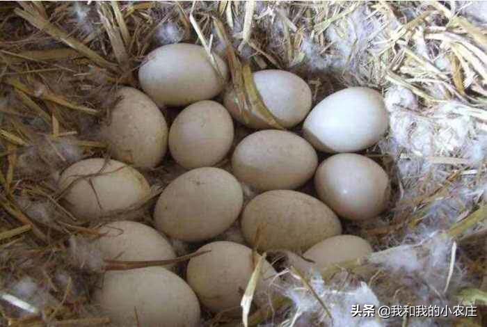 养鹅失败逃不出这几个原因,母鹅掉蛋袋了