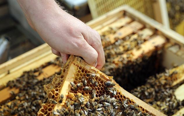 分蜂后蜂王又回来被围,怎么更换蜂王蜜蜂才不会分蜂