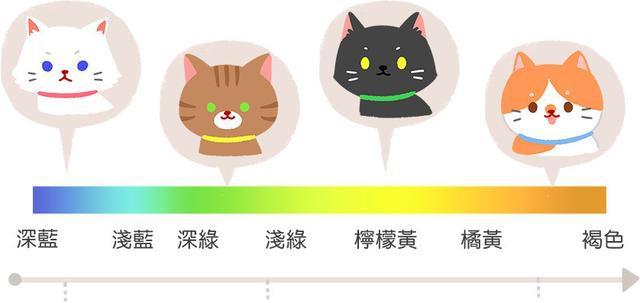 猫的眼睛里有星辰,猫的眼睛有什么有趣的事情