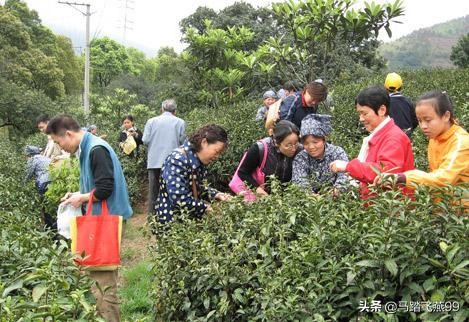 苏州相城区水果采摘园推荐,苏州枇杷樱桃采摘园