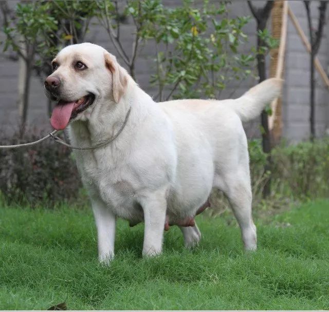 怀孕期间狗狗需要注意什么,狗狗怀孕注意事项和禁忌