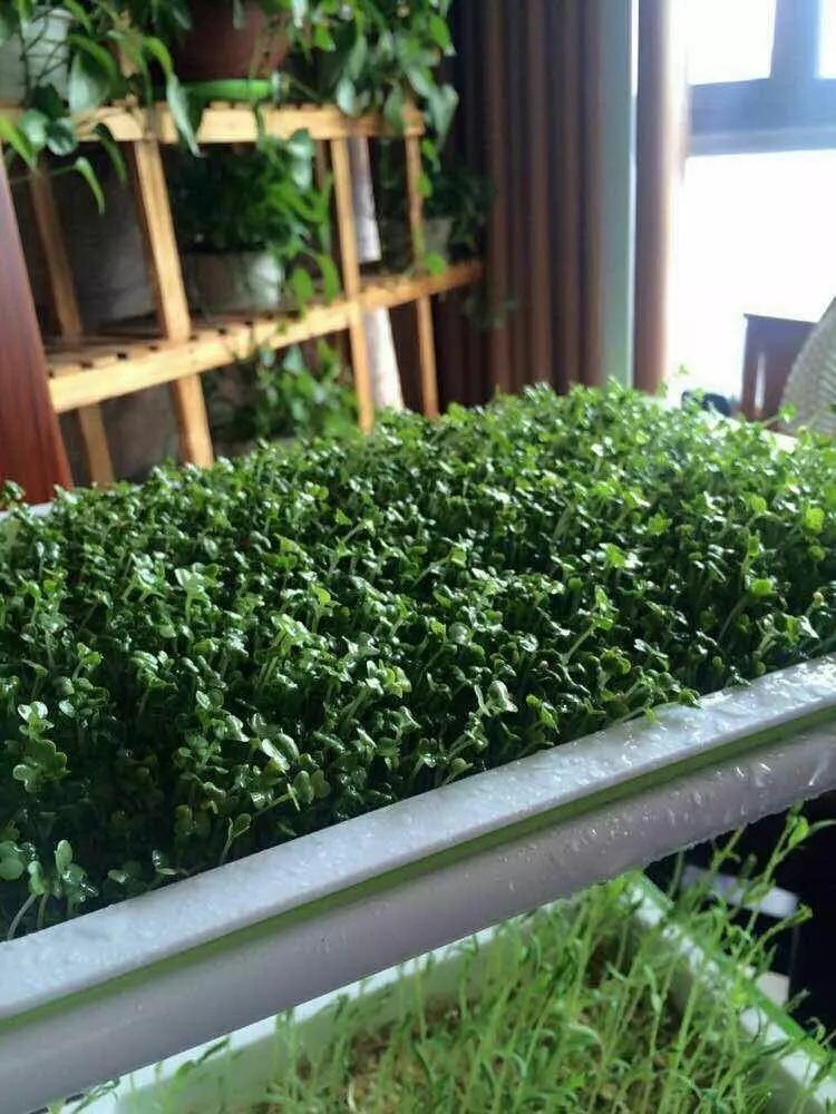 阳台种菜是撒种好还是种菜秧好,阳台种菜用木还是塑料