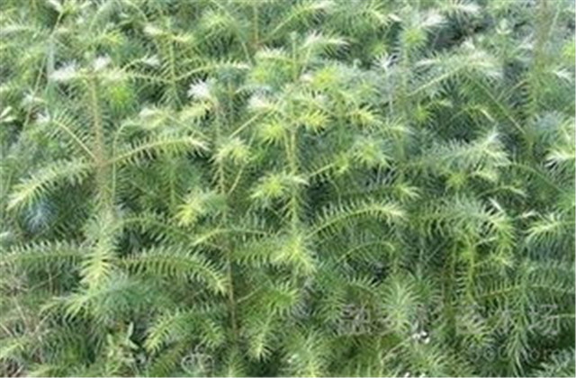 杉木有虫怎么防治,杉木虫害图片