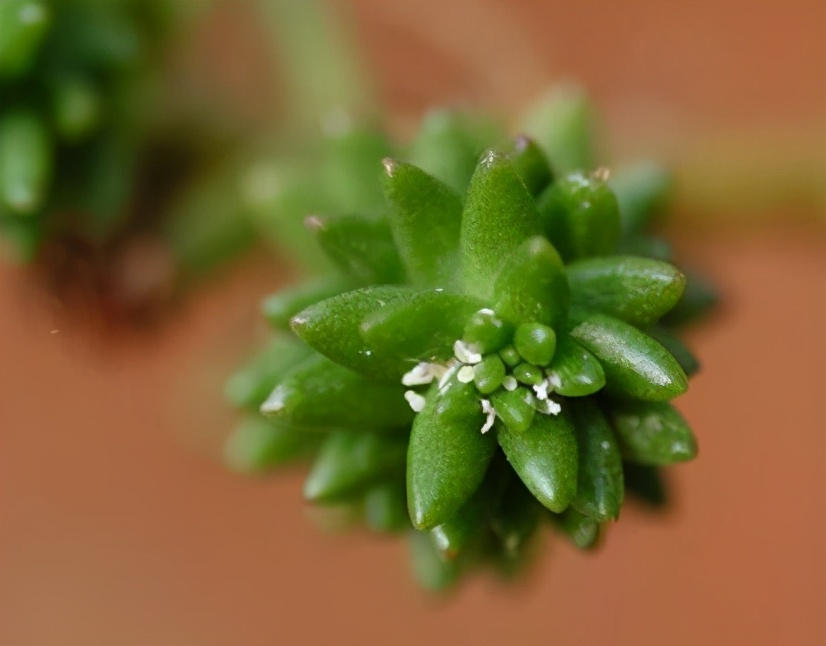 多肉水培诱根与土壤生根哪个快,多肉怎样给土壤杀菌防虫