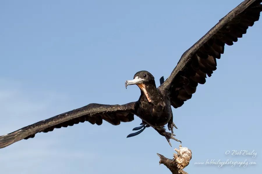 军舰鸟是真的吗,军舰鸟最怕什么动物