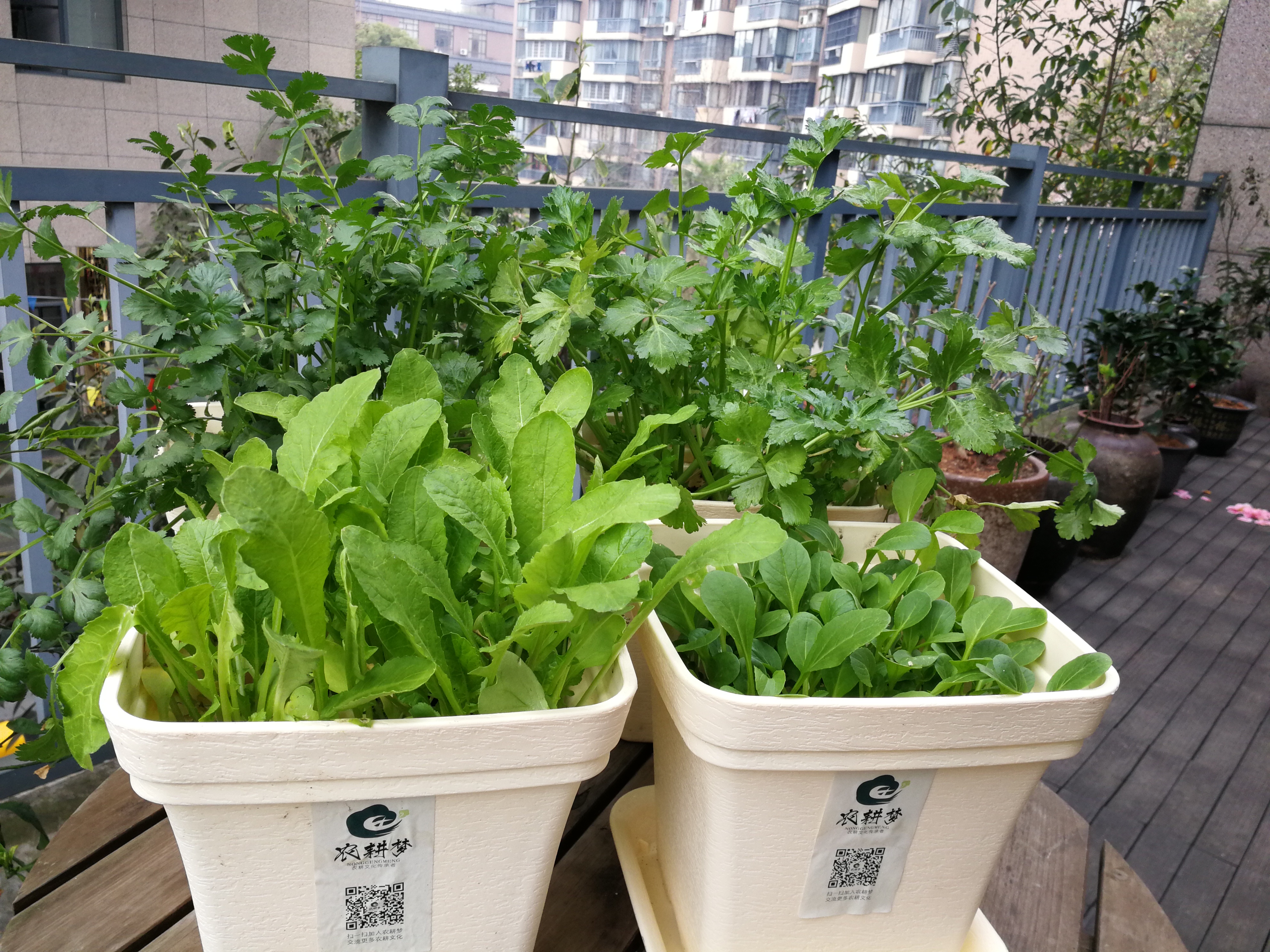 盆栽蔬菜与无土栽培的区别在哪里,盆栽蔬菜基质技术有哪些