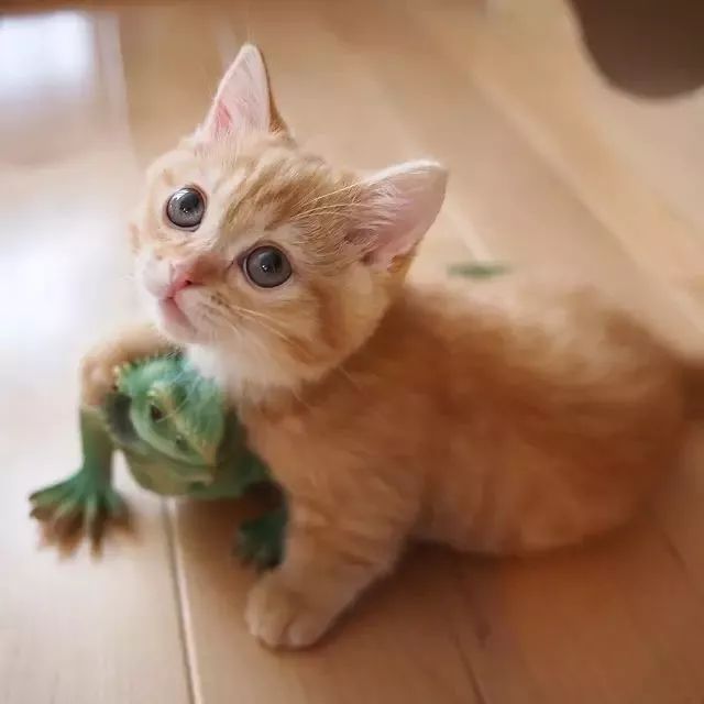 “不行了，我血槽已空，这么萌是怎么长得呢！？”