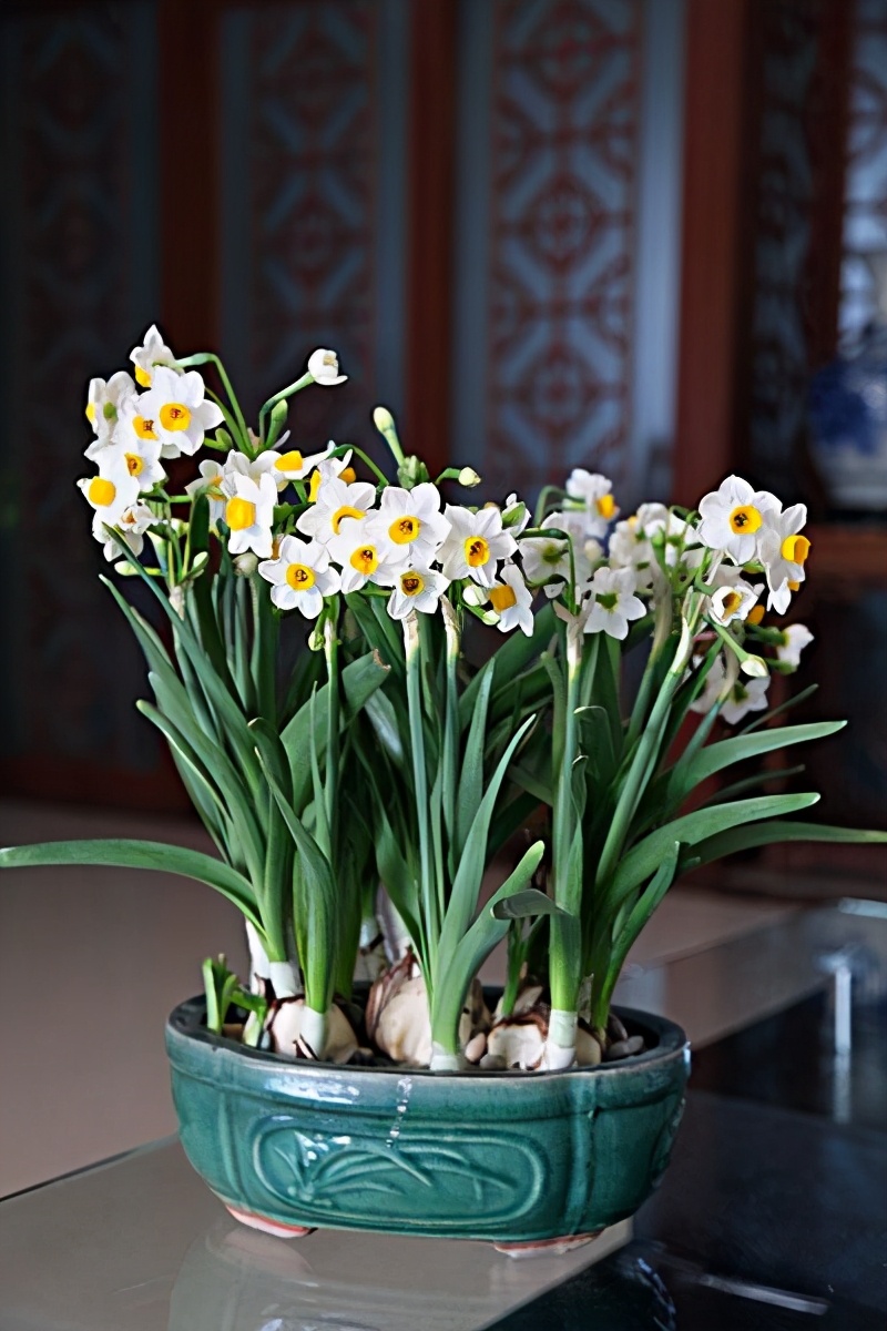 哪些花是真正的富贵花,富贵花给人带来吉祥好运