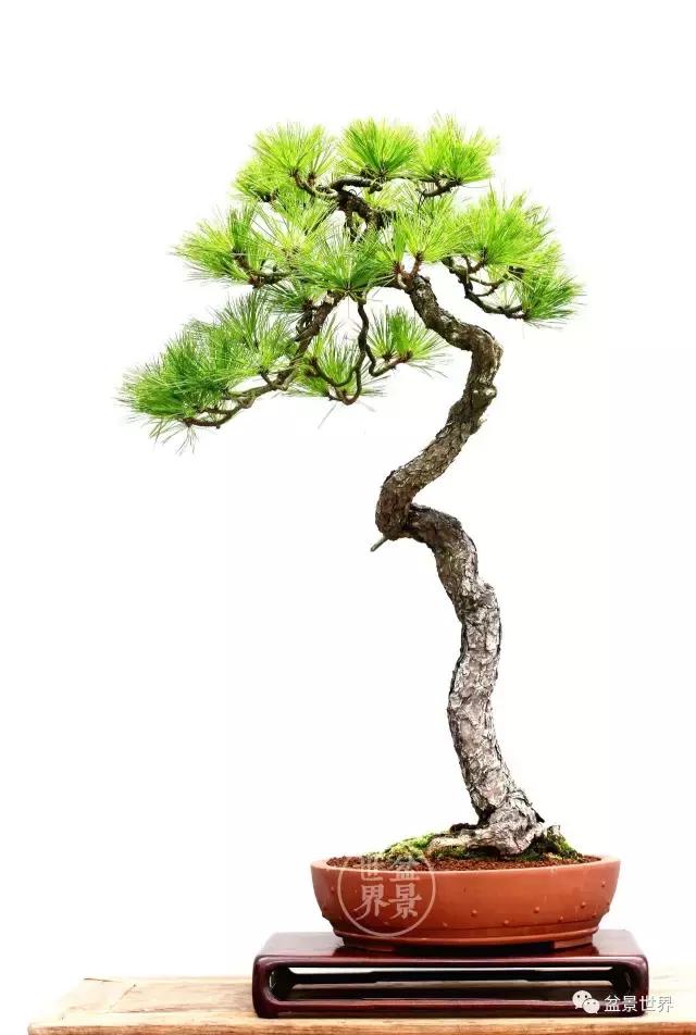 松树盆景经典大片,大斜杆式盆景得金奖作品松树