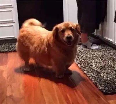 比柯基短腿好看的狗,和柯基杂交的狗狗都是小短腿吗