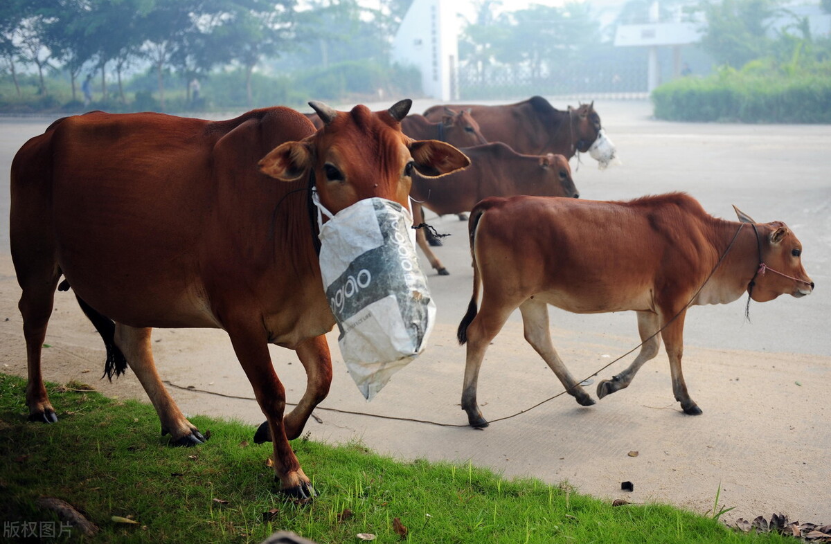 畜禽传染病的监测,畜牧兽医病毒检测操作