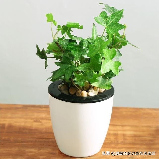 小植物该怎么养才好养活,养花新手都养不死的植物