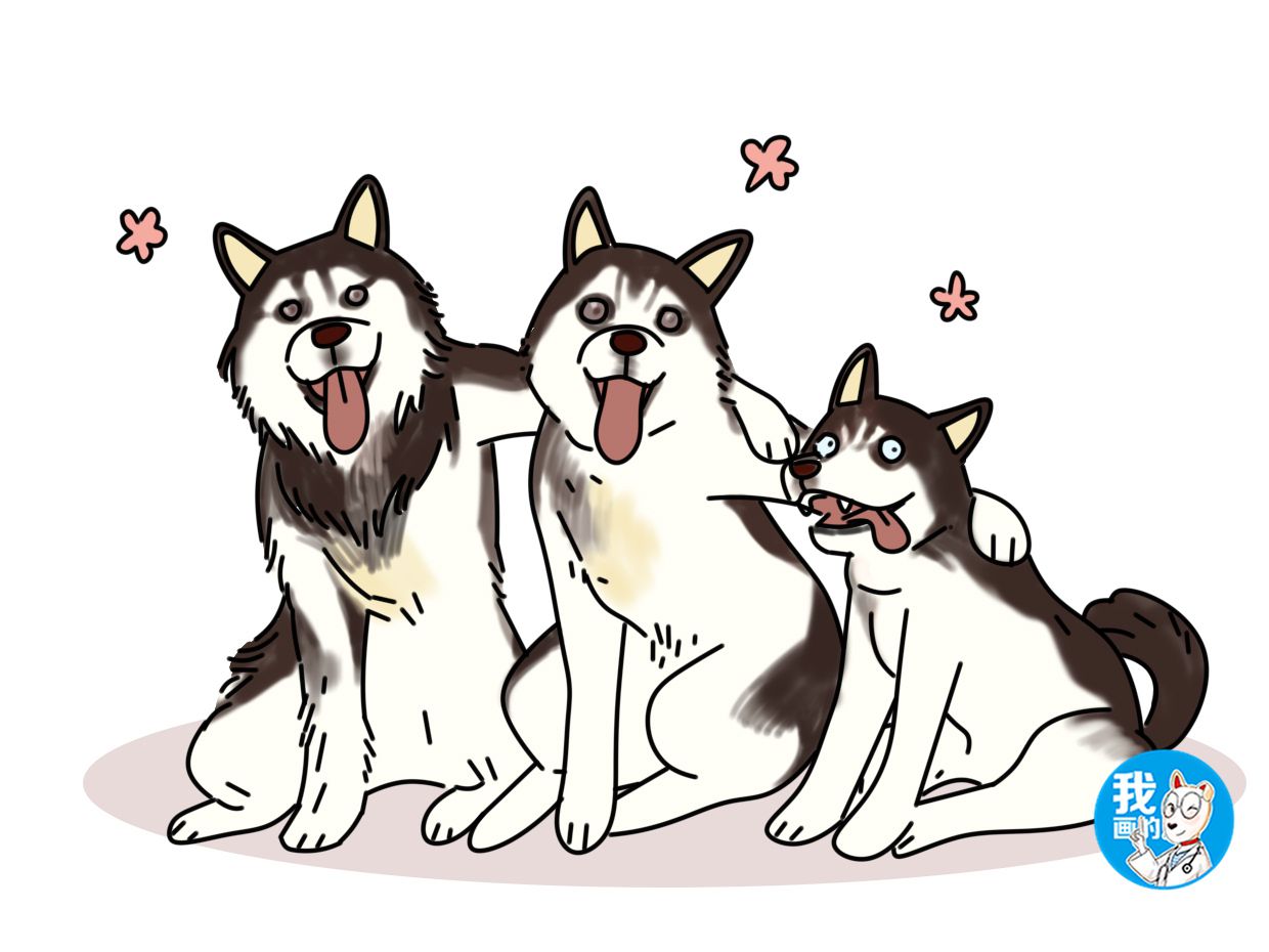 二哈的阿拉斯加,阿拉斯加的脸