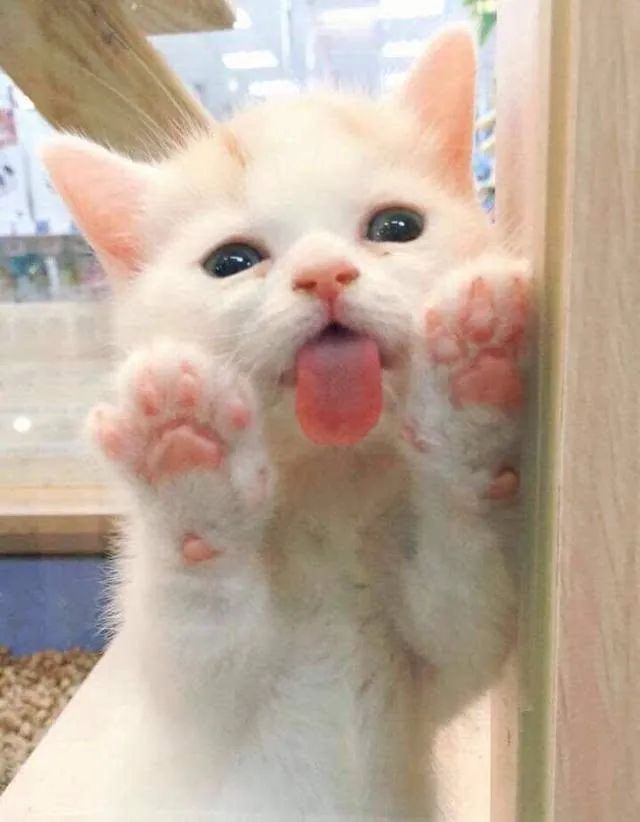 猫咪里面最温顺的是什么猫,什么猫咪是世界上最最温柔的猫咪