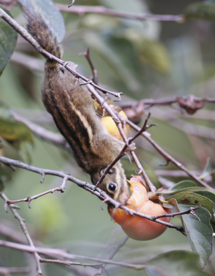 鸟中“C罗”来了!据说是西湖最酷的仔