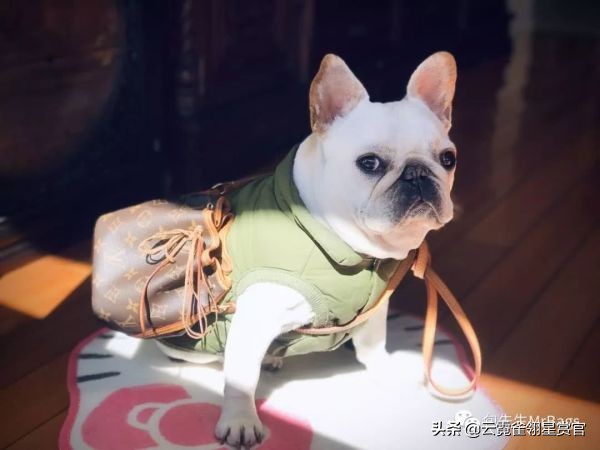 好看又大的宠物包,超好看的宠物包