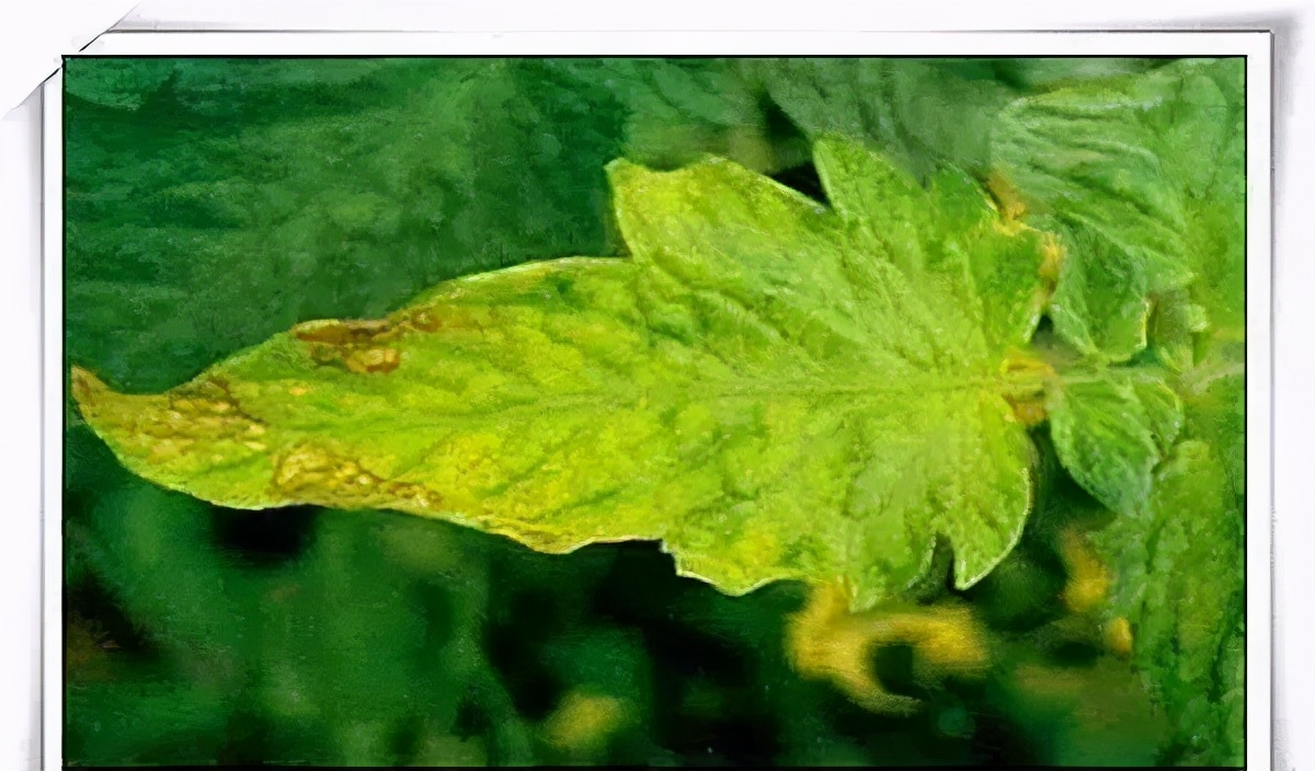 花期补硼的方法,硼和保花保果哪个效果好