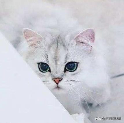 猫咪也爱美搞笑,猫咪戴上美瞳之后气质大变