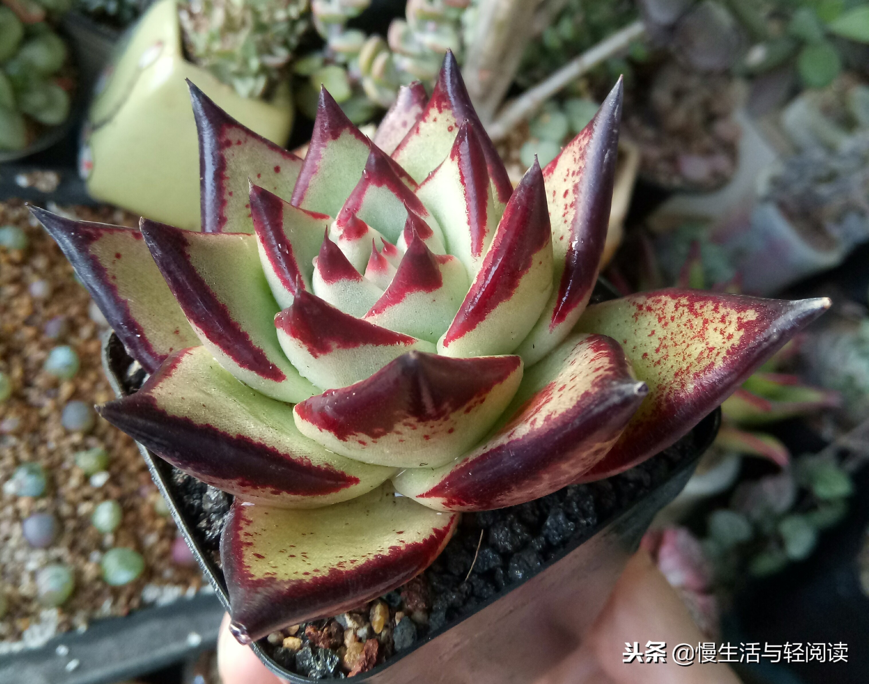 慢生活轻小说免费阅读,慢生活轻小说