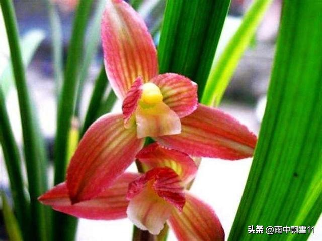 北方养殖墨兰心得,北方养兰植料的优缺点