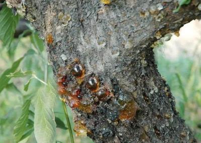 樱桃树流胶病如何治病,什么药治樱桃树流胶病