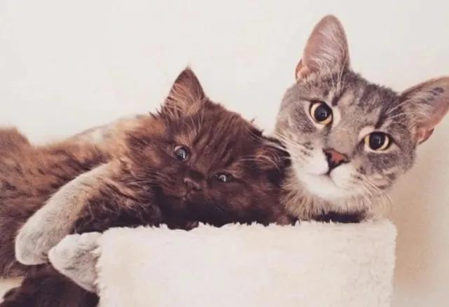 收养的猫特别像自己,领养的猫看着怎么像哈士奇呀