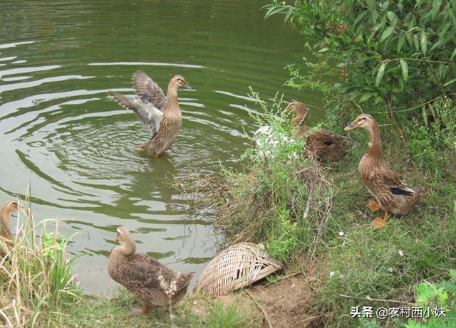 如何防治鸭瘟,鸭瘟咋治