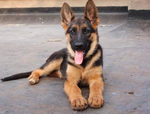 性格温顺的大型犬品种,宠物狗大型犬都有哪些品种