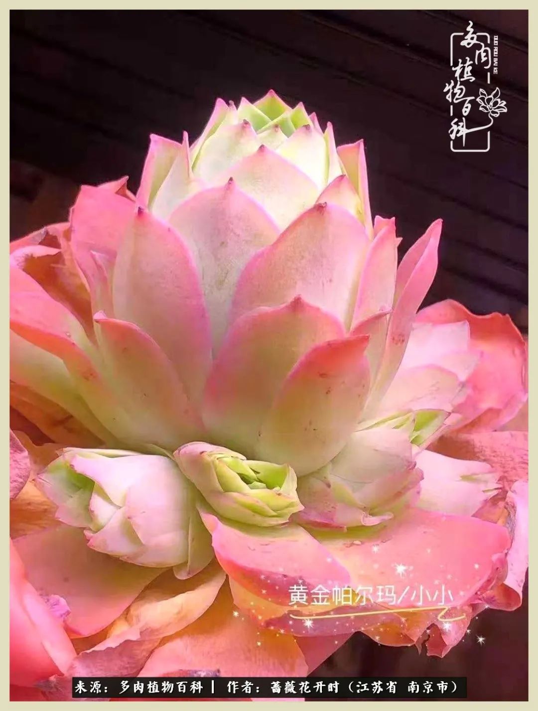 又见颜的妩媚，色的诱惑！这些山地玫瑰礼盒惊艳了眼眸