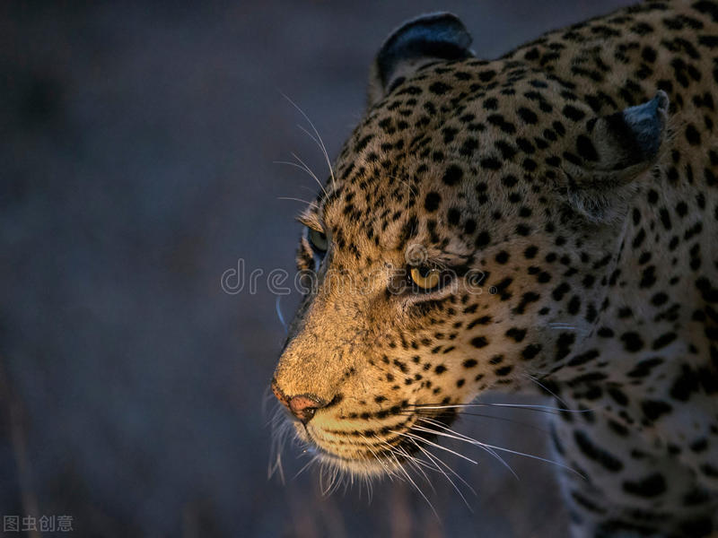 老鹰捕猎花豹幼崽被豹妈发现,老鹰猎杀豹崽视频